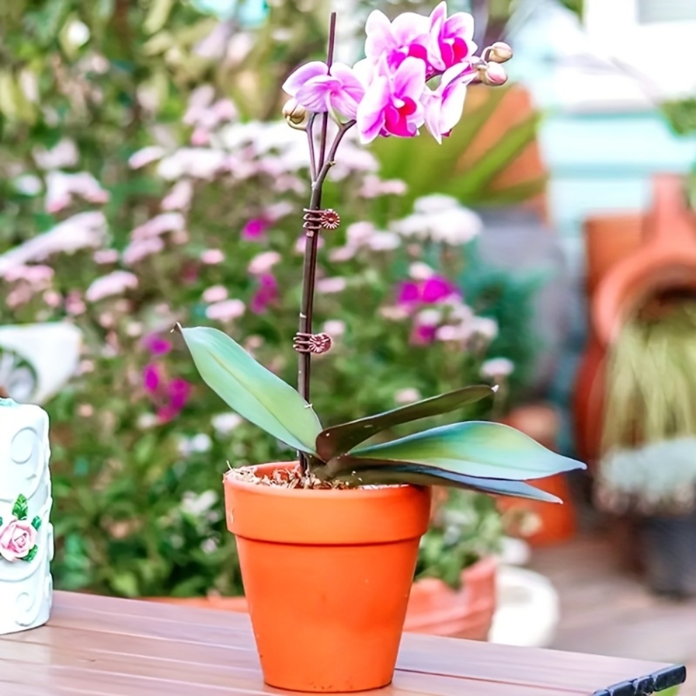 100 Peças de Clipes para Orquí - Indoor Herb Garden avaliação e preço