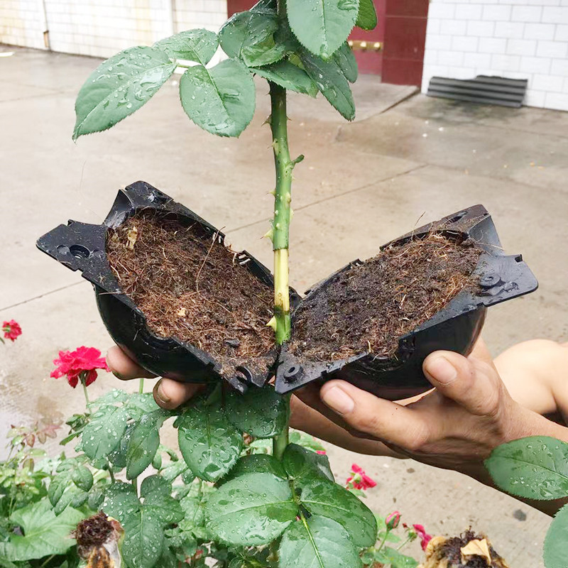 Planta enraizamento bola propa - Seed Starter Tray avaliação e preço