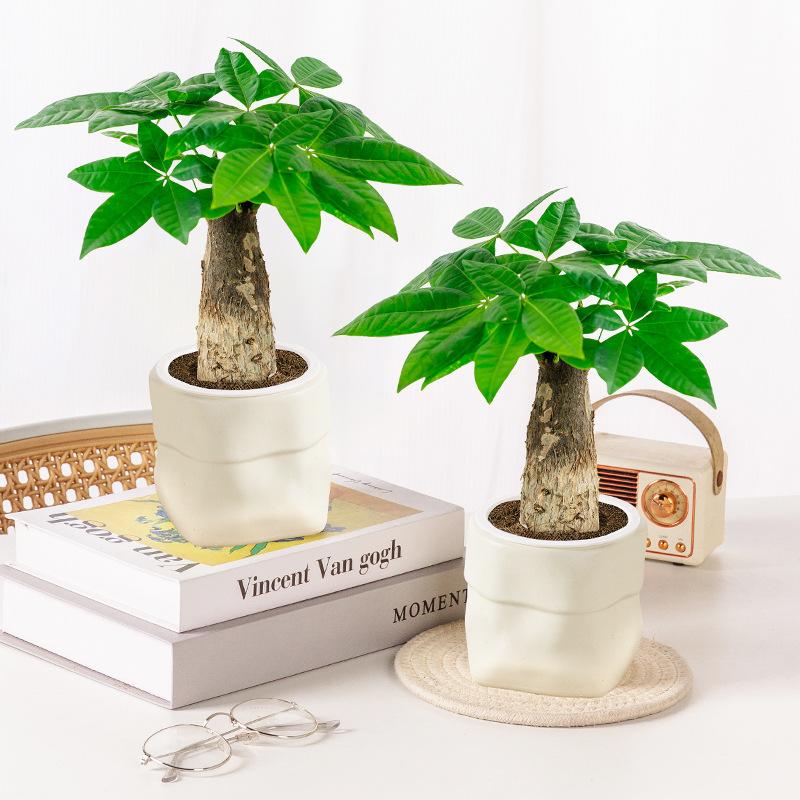 Mini vaso autoirrigável para f - Plant Pot avaliação e preço