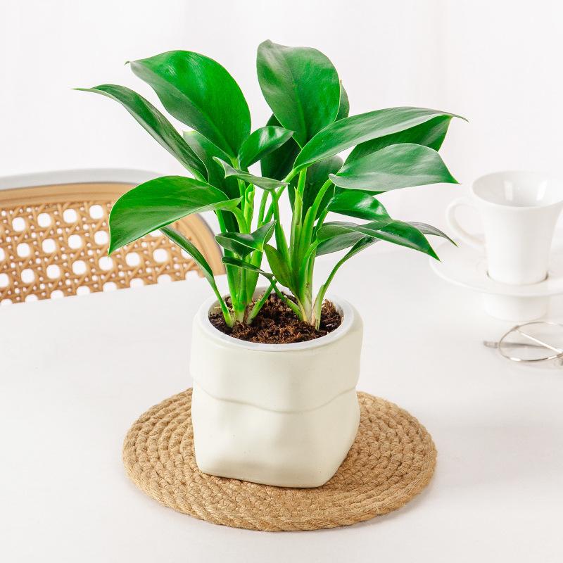 Mini vaso autoirrigável para f - Plant Pot avaliação e preço